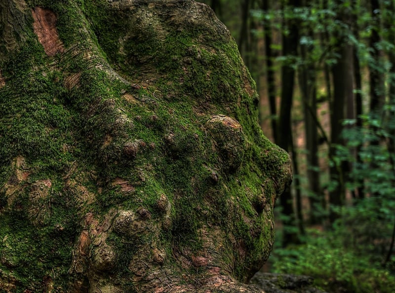 Fairytale Grove